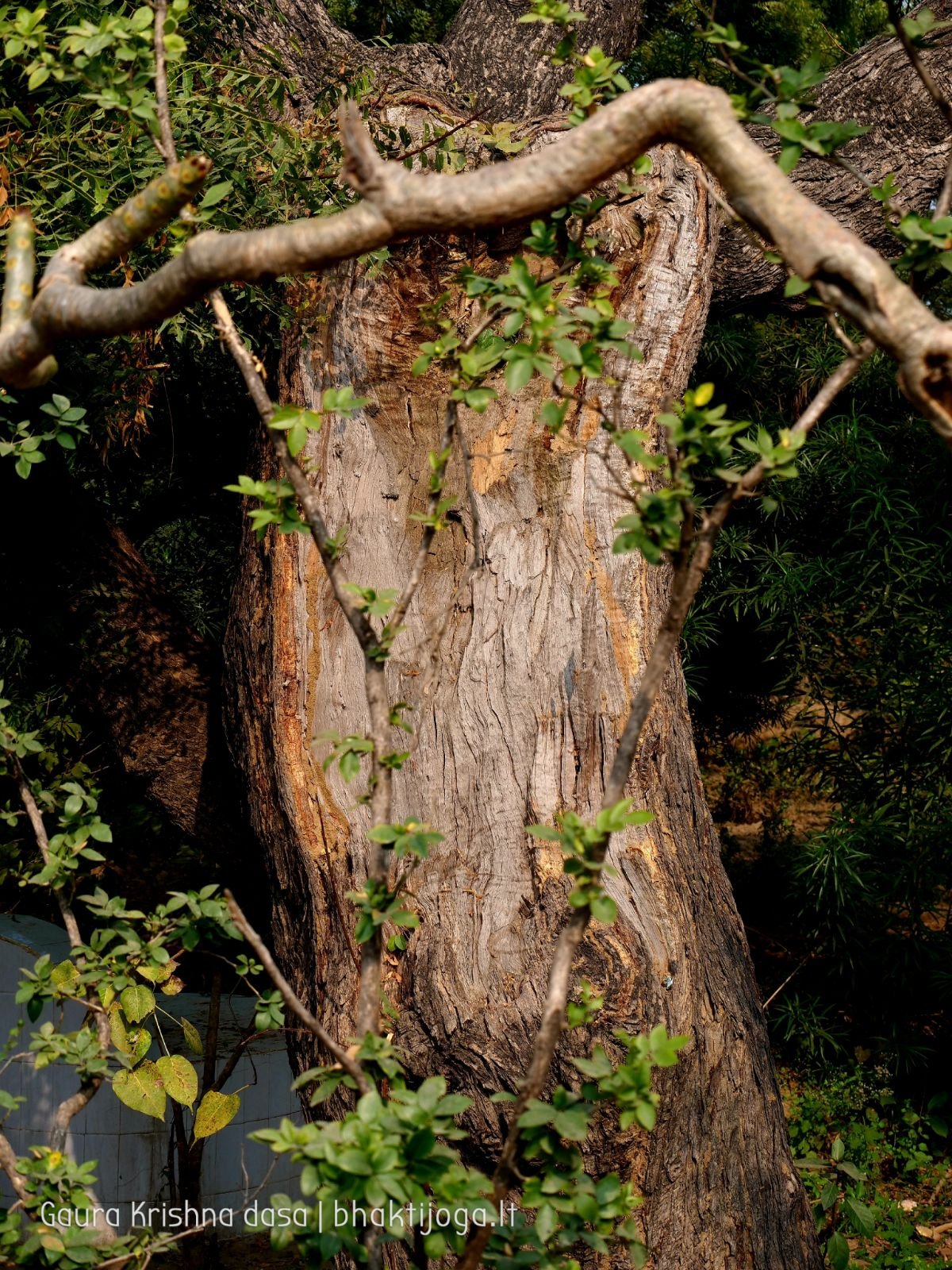 3 radhas garden varshana 2019 12 10